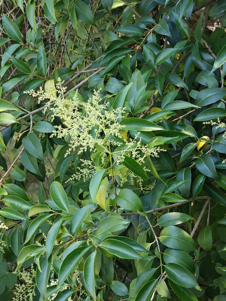 Ligustrum Lucidum