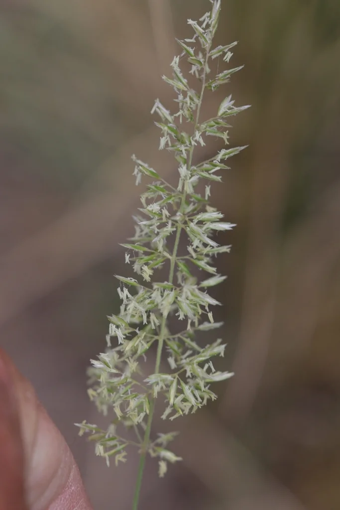 Koeleria Macrantha