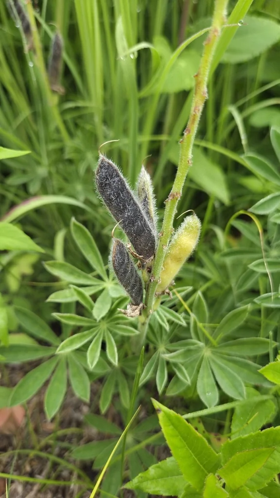 Lupinus Perennis