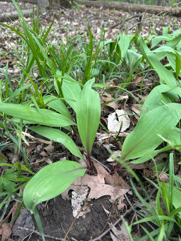 Allium Tricoccum