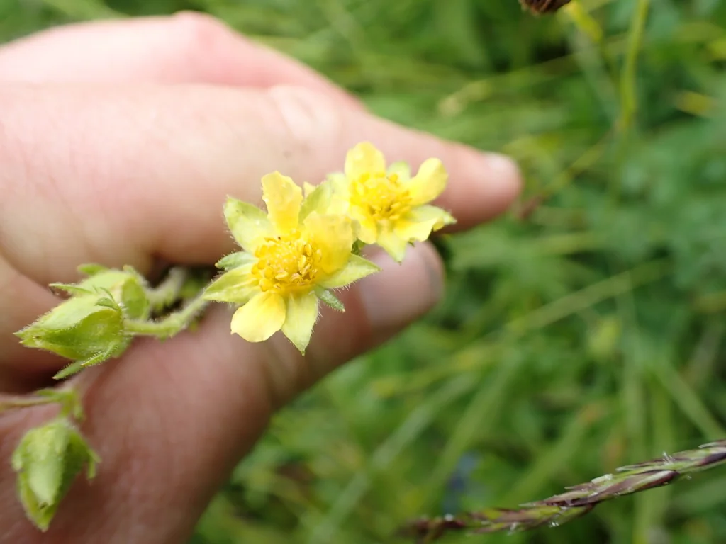 Potentilla Glandulosa