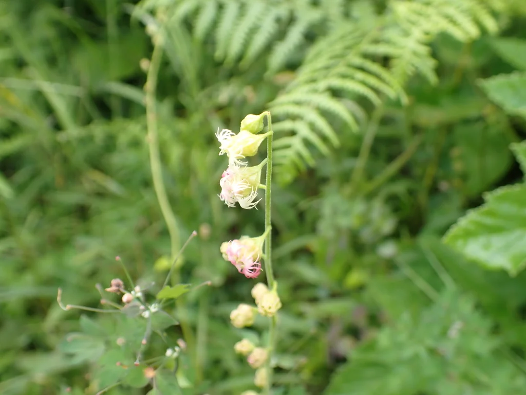 Tellima Grandiflora