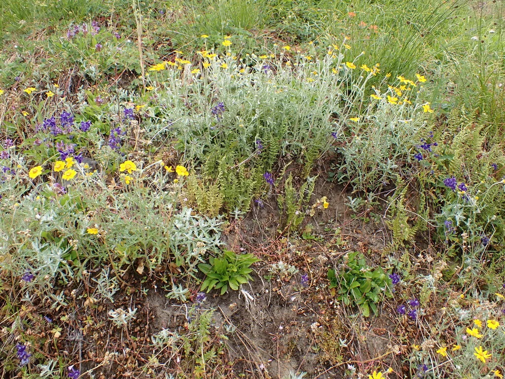Eriophyllum Lanatum