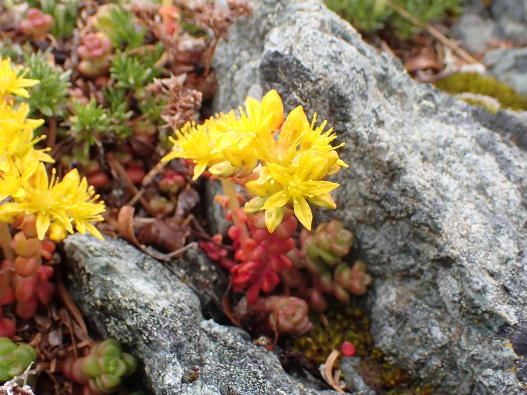 Sedum Divergens