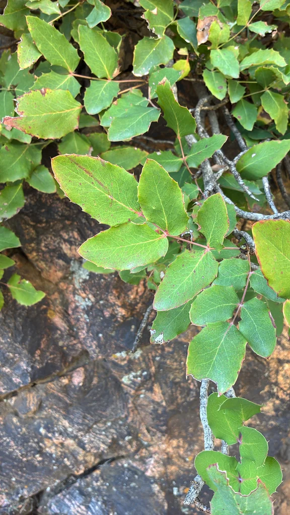 Mahonia Repens