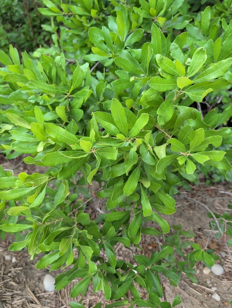 Myrica Pensylvanica