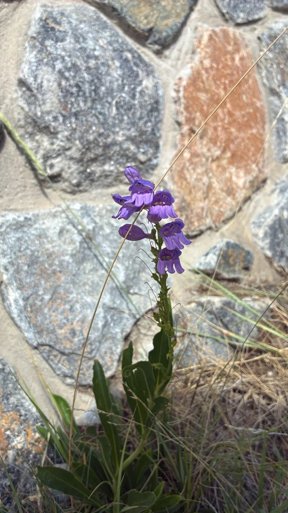 Penstemon Strictus