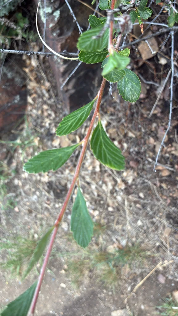 Cercocarpus Montanus