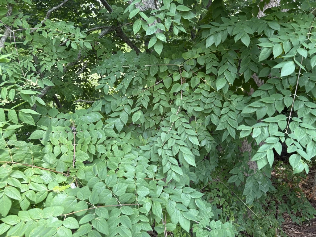 Gymnocladus Dioicus