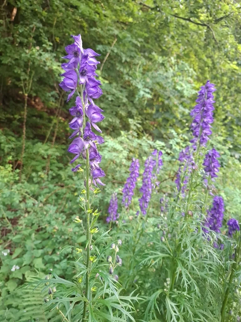 Aconitum Napellus
