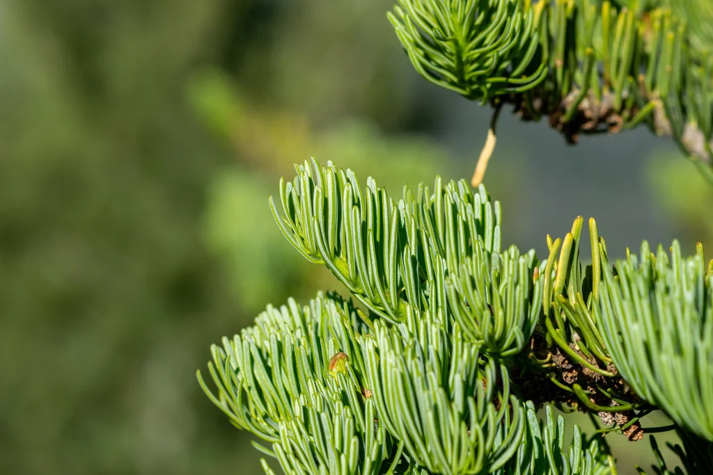 Abies Concolor