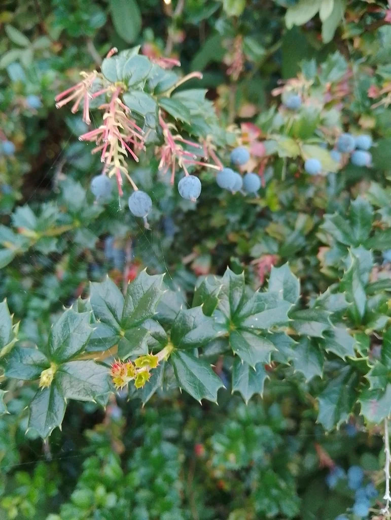 Berberis Darwinii