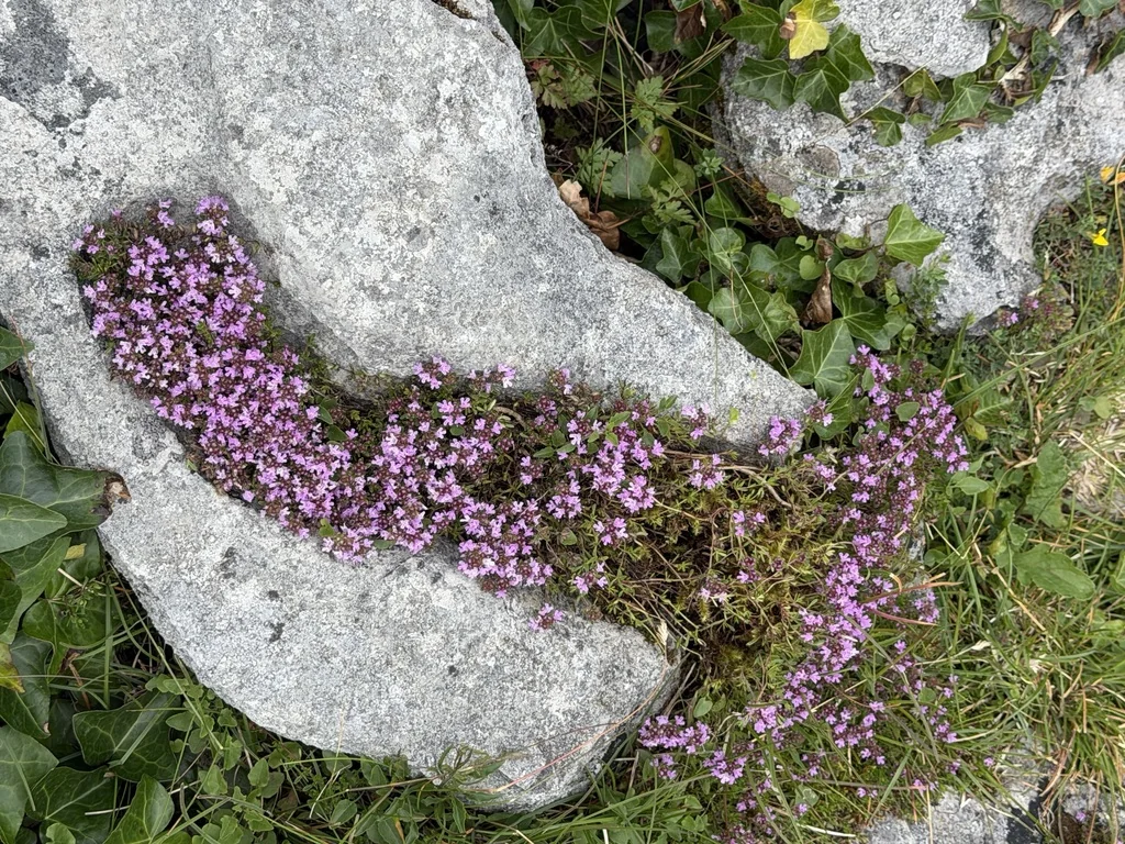 Thymus Praecox Arcticus