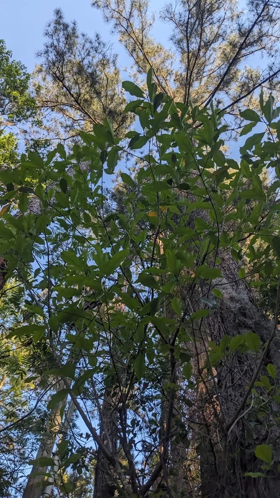 Osmanthus Americanus