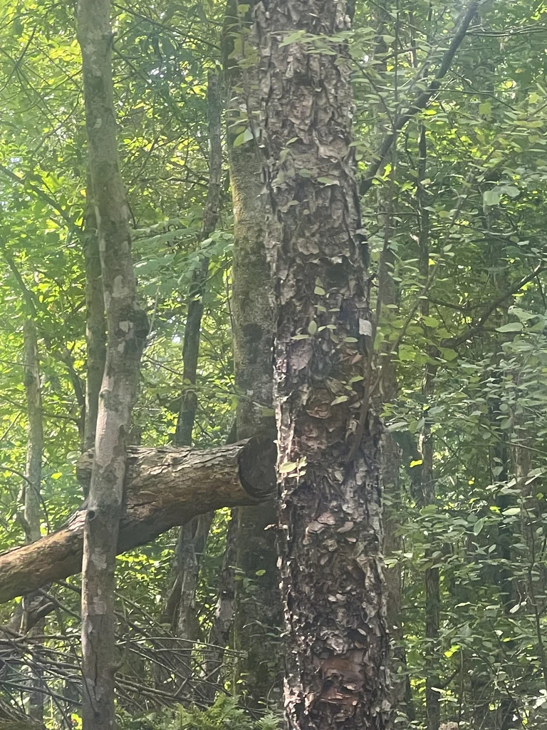 Betula Nigra