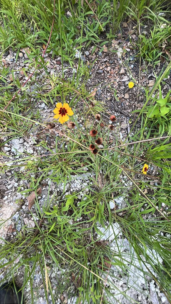 Coreopsis Tinctoria