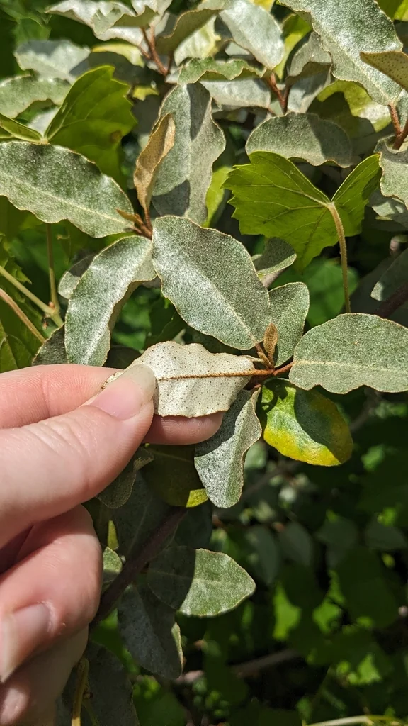 Elaeagnus Pungens