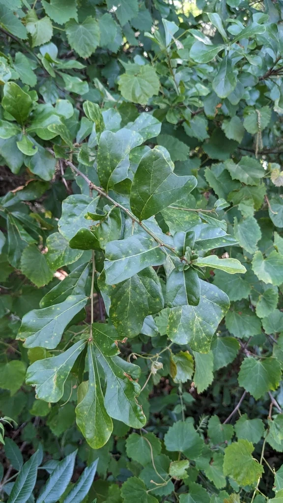 Quercus Nigra