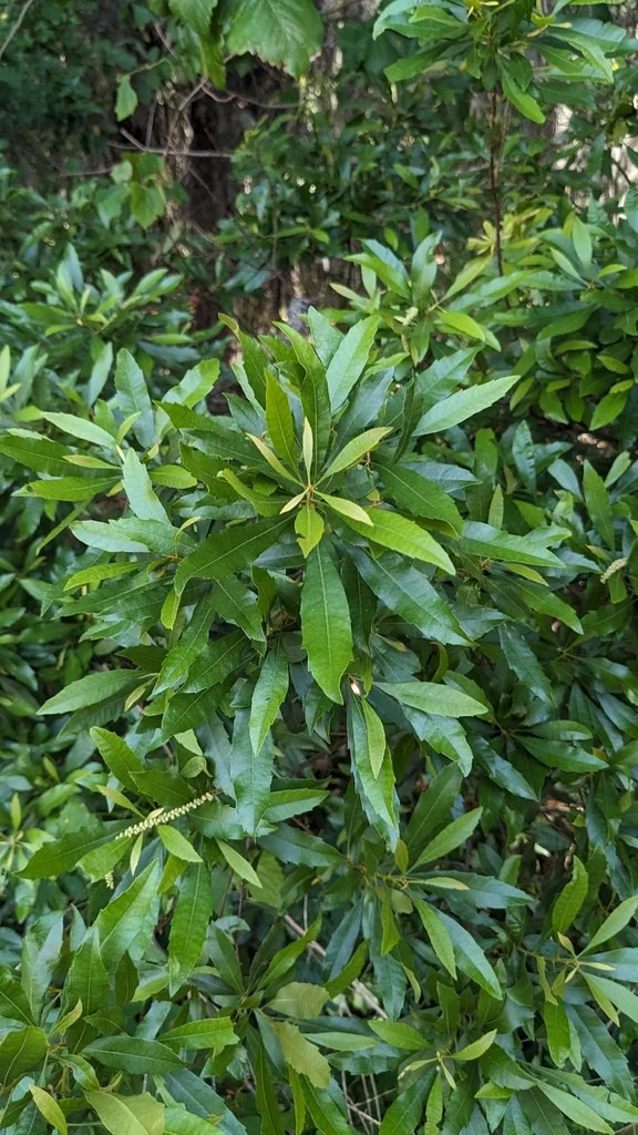 Morella Cerifera