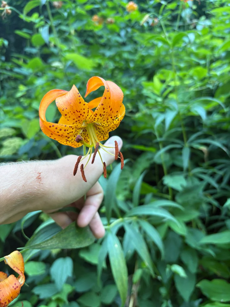Lilium Superbum