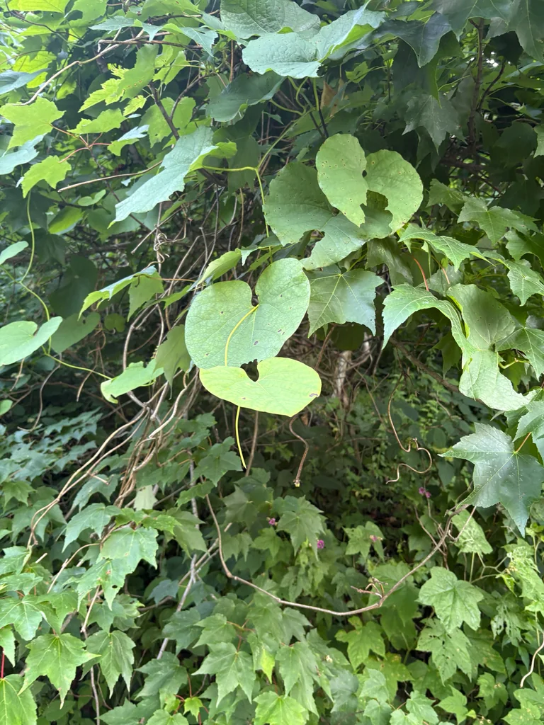 Aristolochia Durior