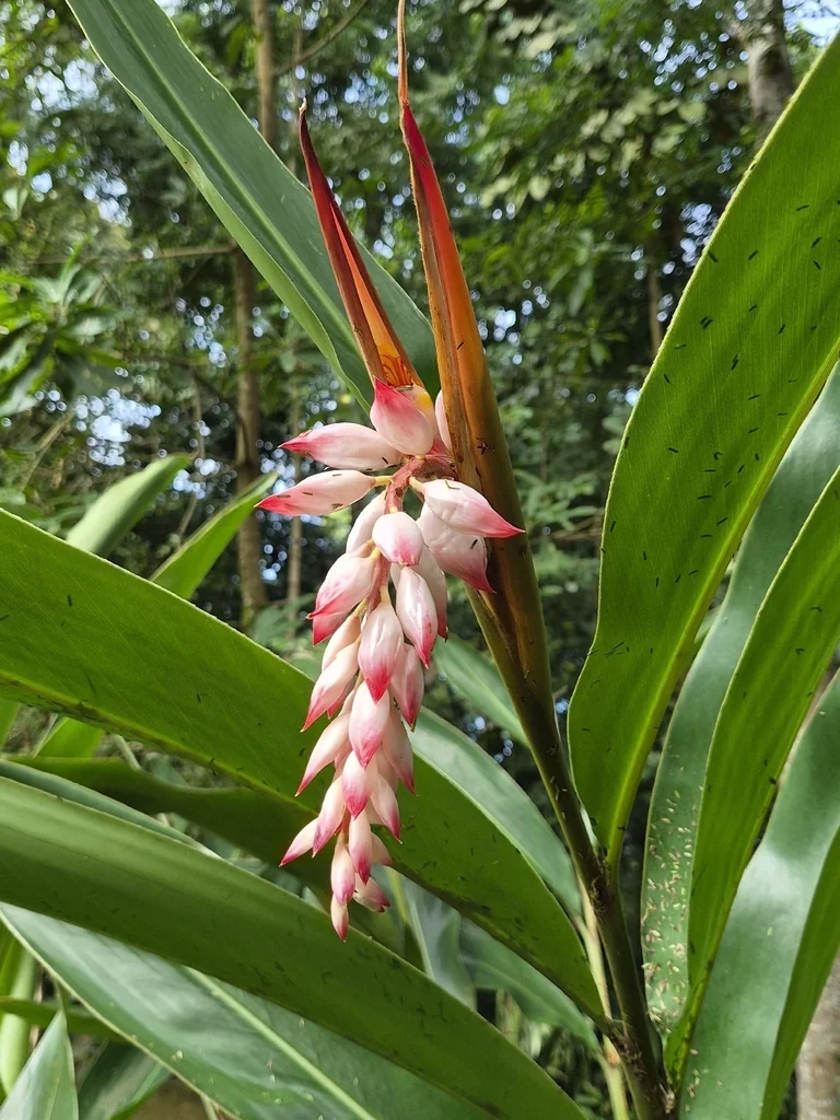 Alpinia Zerumbet