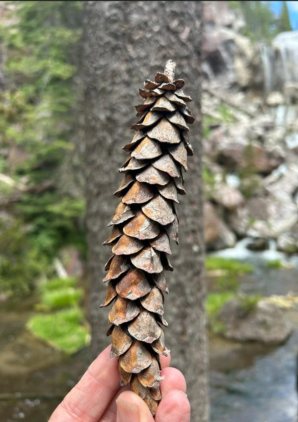 Pinus Monticola