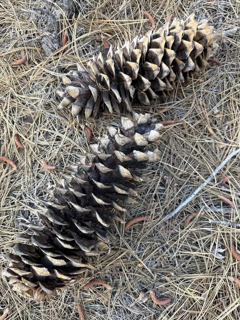 Pinus Lambertiana