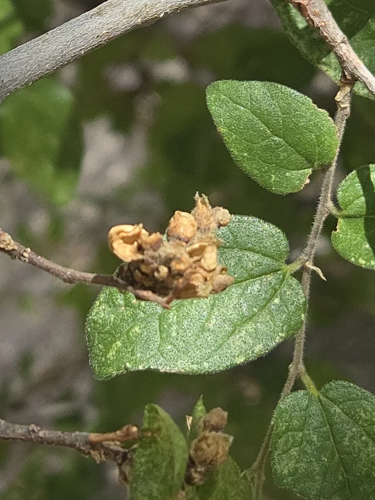 Celtis Reticulata