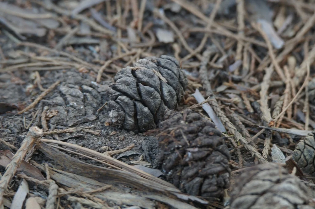 Sequoiadendron Giganteum