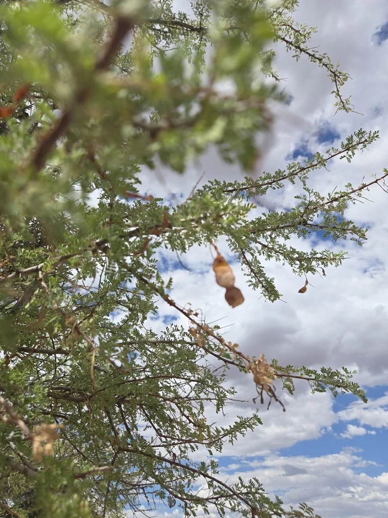 Acacia Greggii