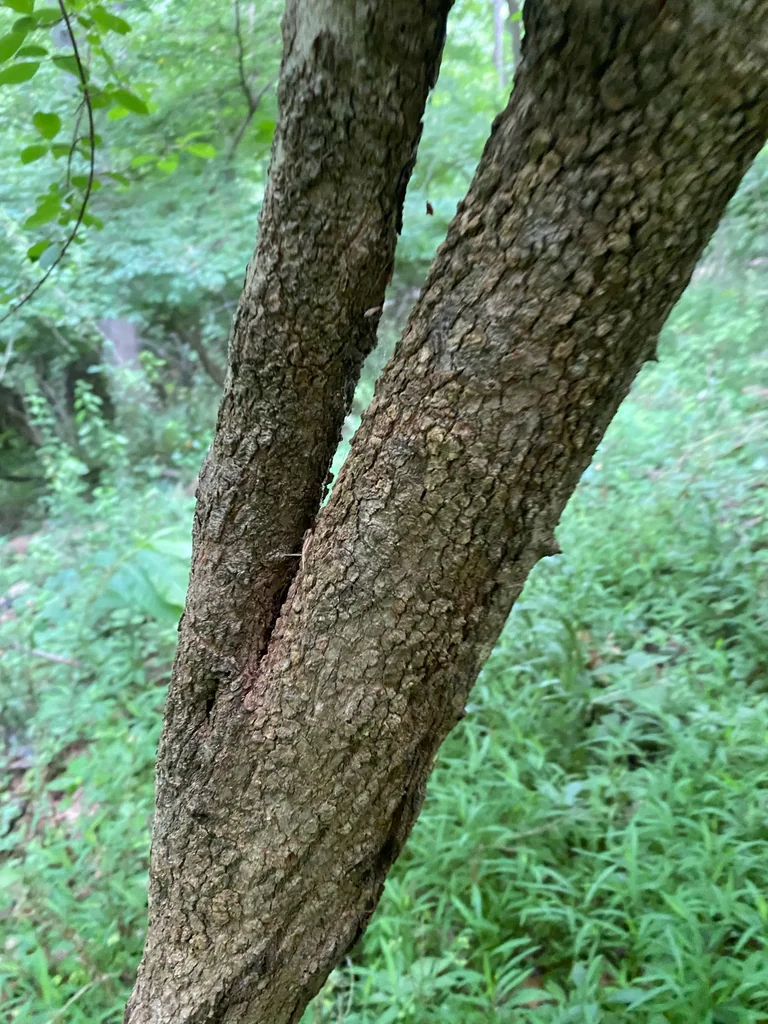 Viburnum Prunifolium