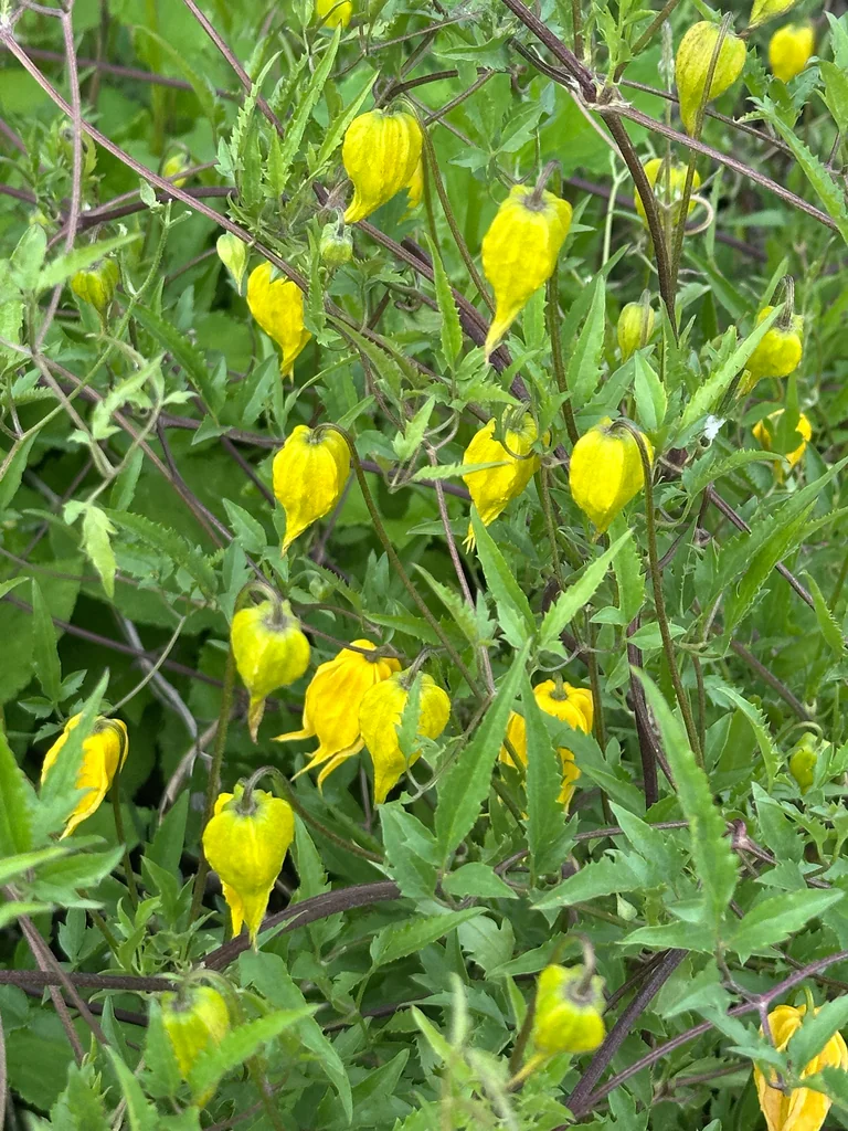 Clematis Tangutica