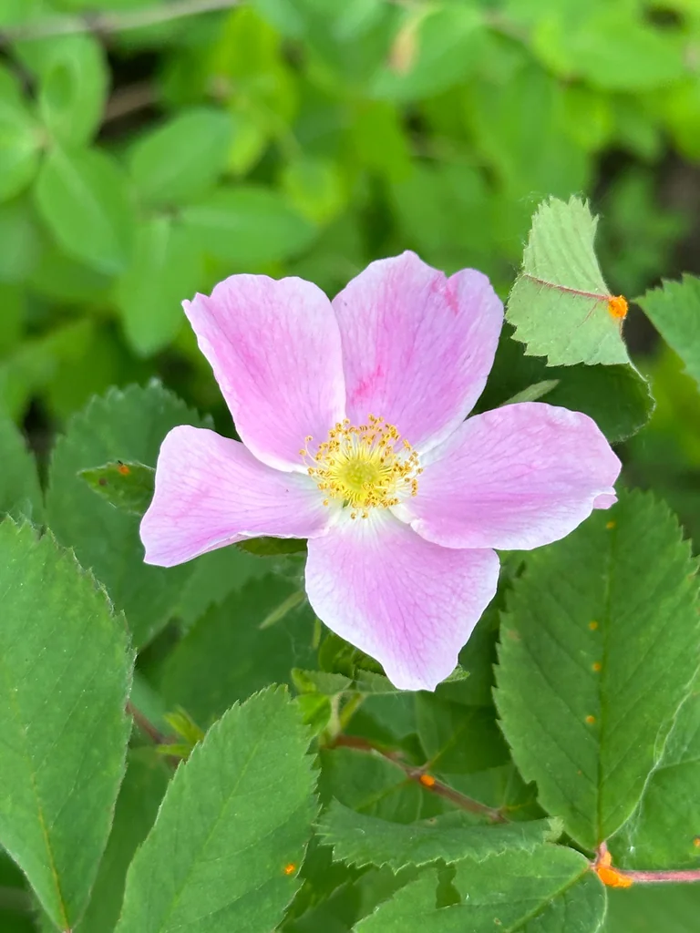 Rosa Woodsii