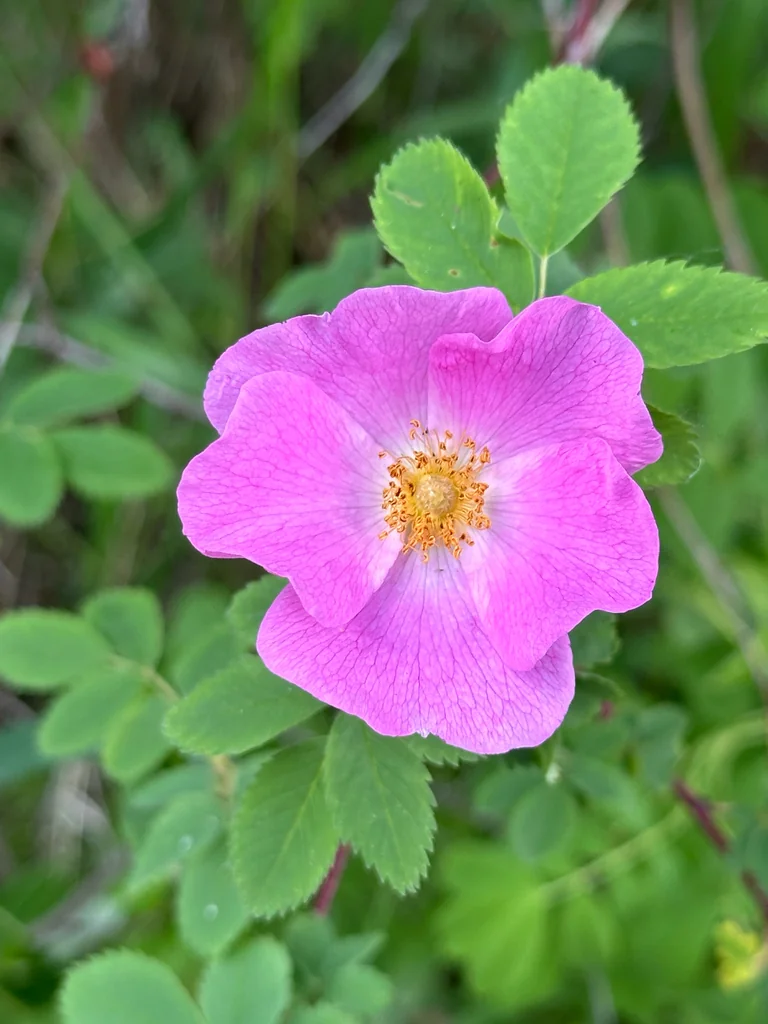 Rosa Woodsii