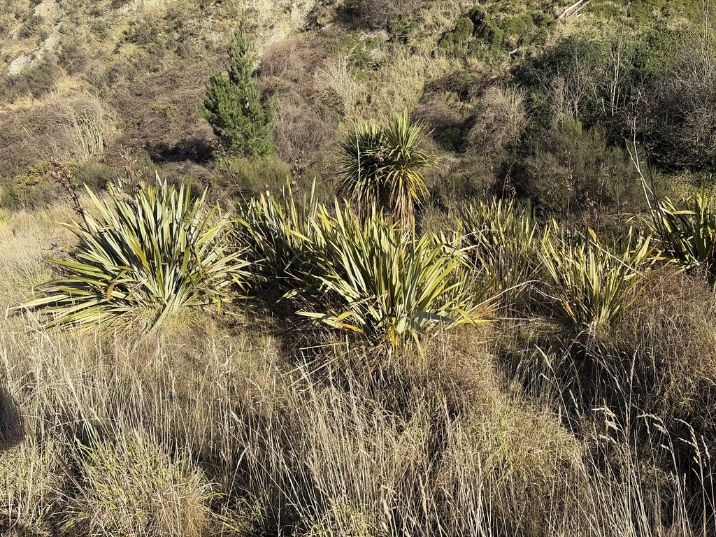 Phormium Tenax