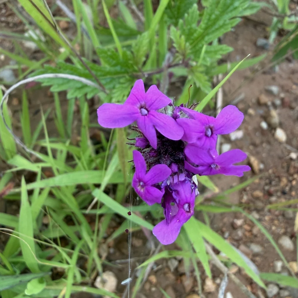 Verbena Canadensis