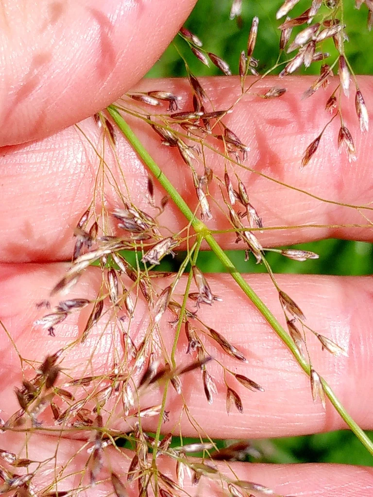 Deschampsia Cespitosa