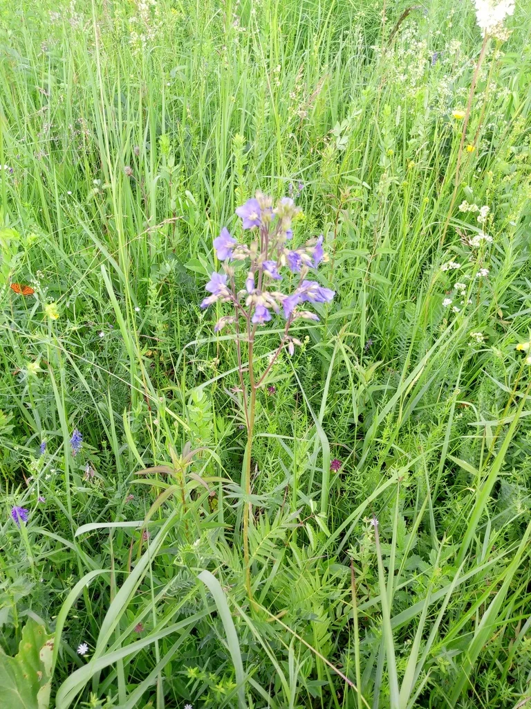 Polemonium Caeruleum