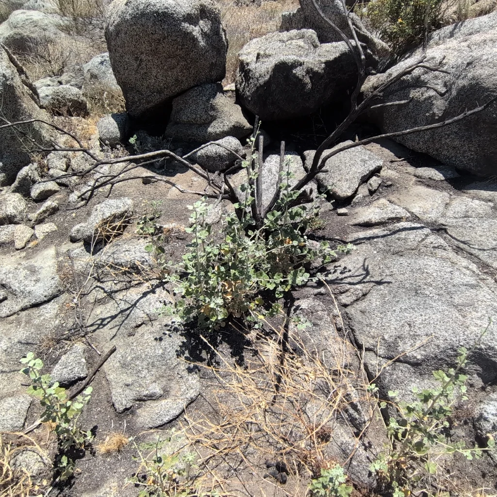 Malacothamnus Fasciculatus