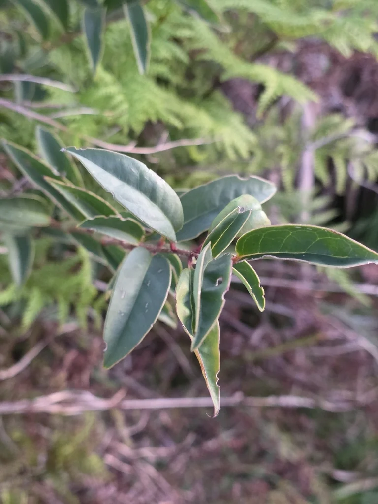 Ligustrum Lucidum