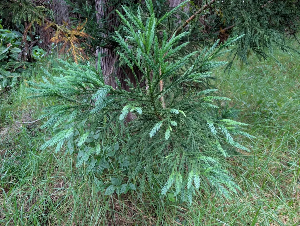 Cryptomeria Japonica