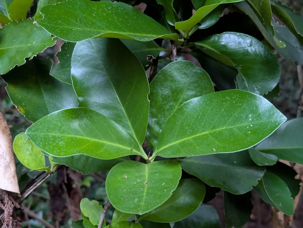 Corynocarpus Laevigatus