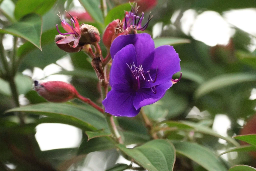 Tibouchina Urvilleana