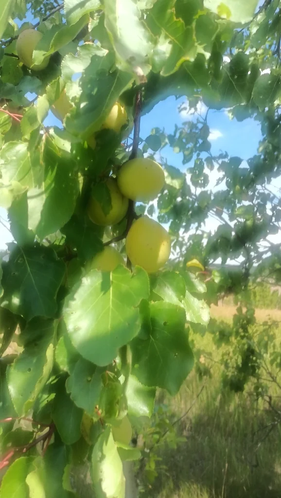 Prunus Armeniaca