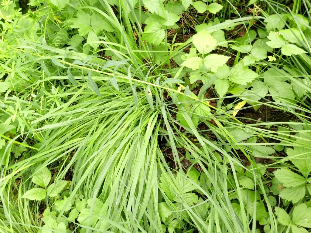 Molinia Caerulea