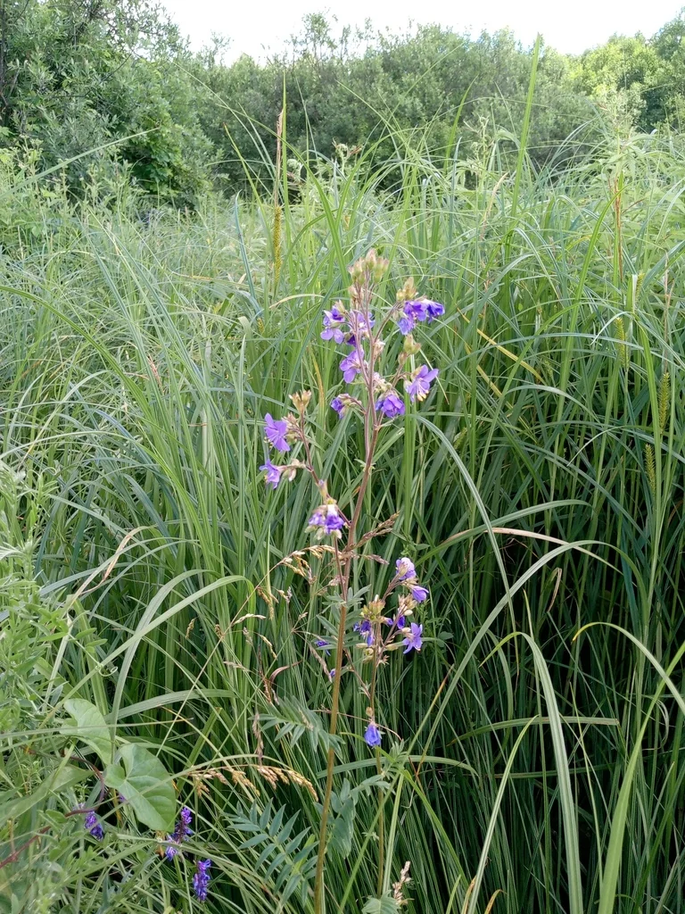 Polemonium Caeruleum