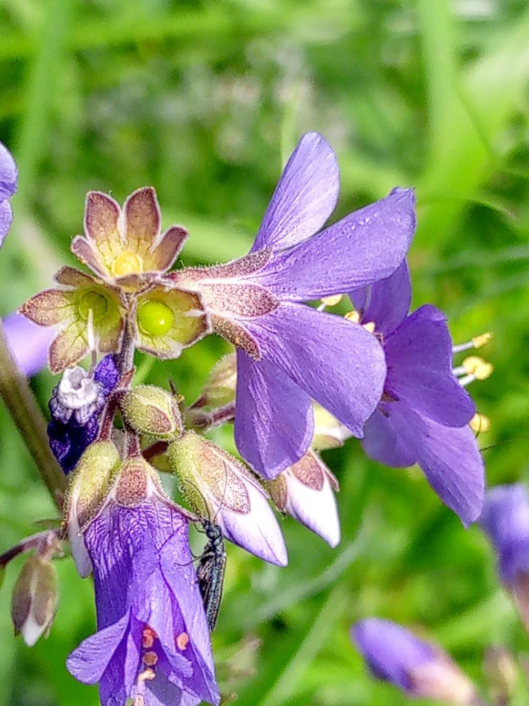 Polemonium Caeruleum