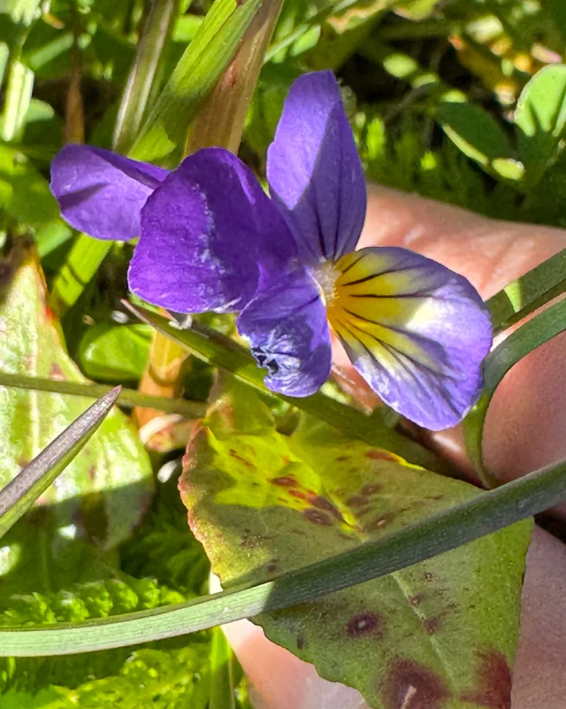 Viola Tricolor