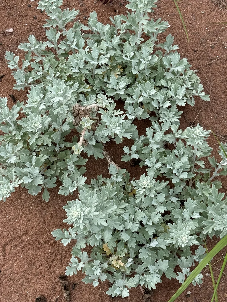Artemisia stelleriana